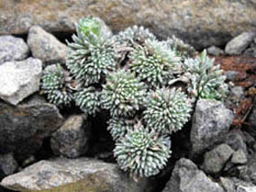 Saxifraga sempervivum 'Afrodite'
